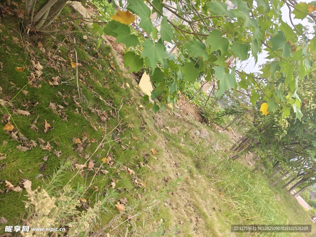 林间小径