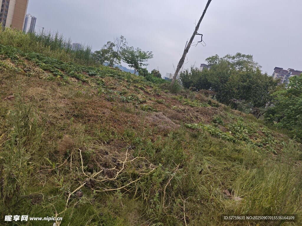 户外草地斜坡风景