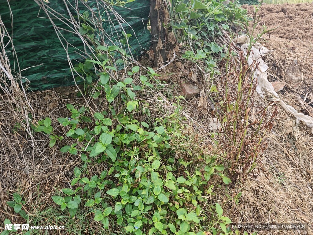 野外丛生的绿色植物