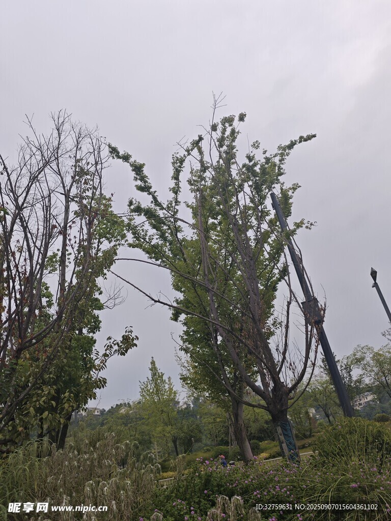 风雨中摇曳的树木