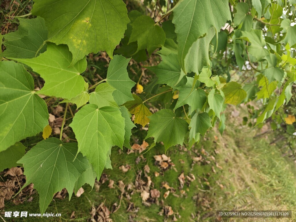 绿叶繁茂的植物景象