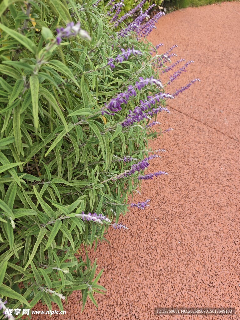路边紫色花卉绿植景观