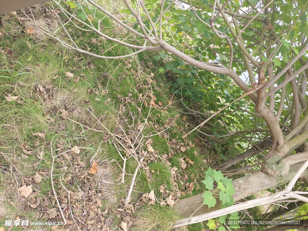 野外山坡上的绿植与树枝