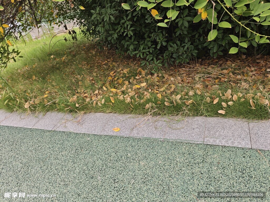 路边绿植与落叶景象