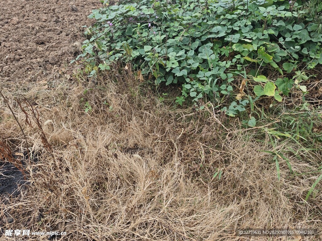 田野边的枯草与绿植
