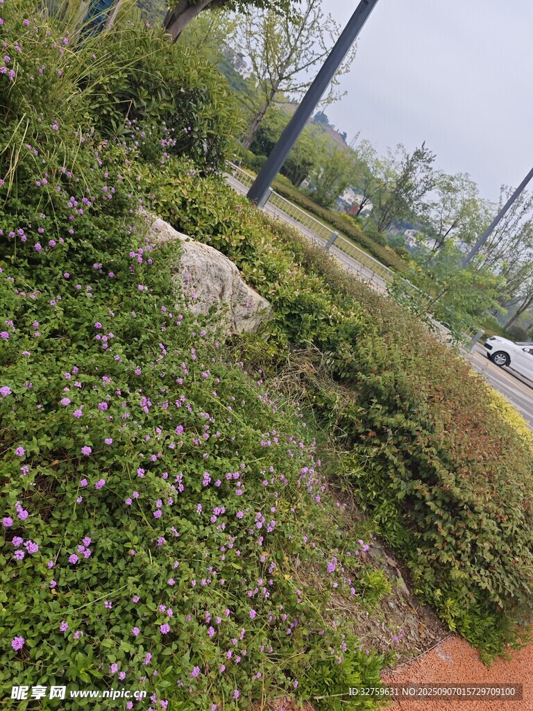 路边繁茂花草景观