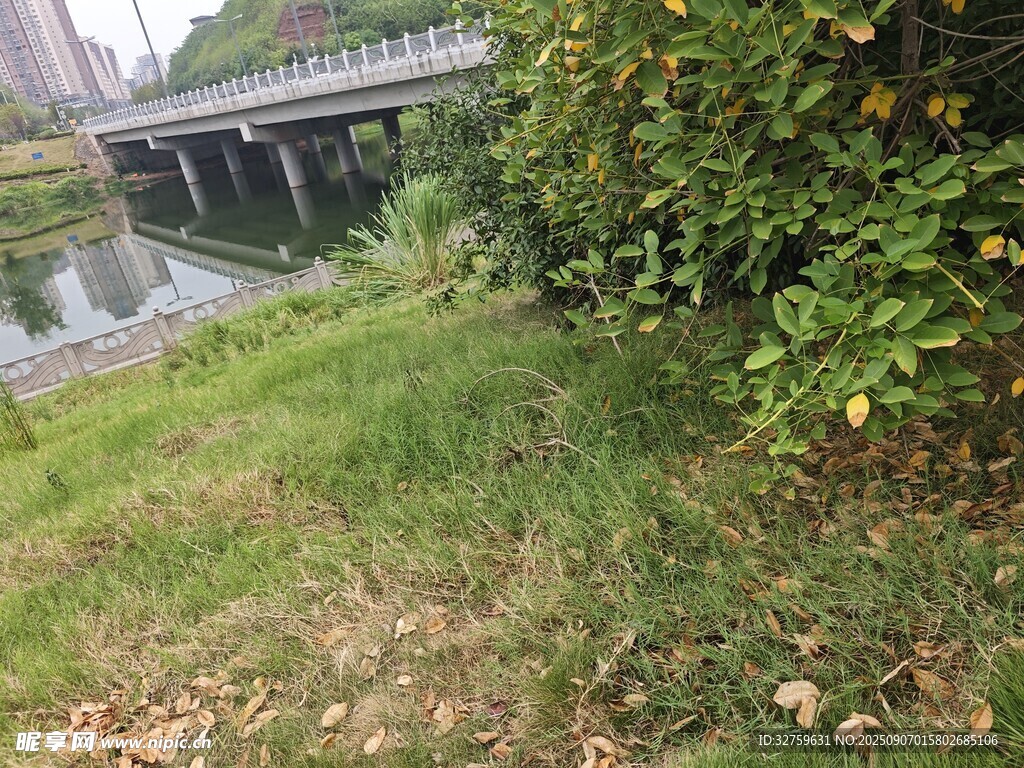 河畔绿植与桥的自然景致