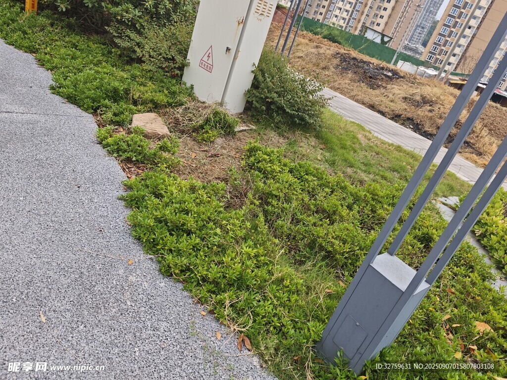 路边绿植景观