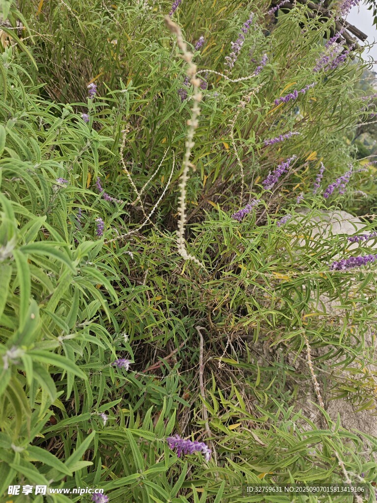 繁茂绿植中的细长植物