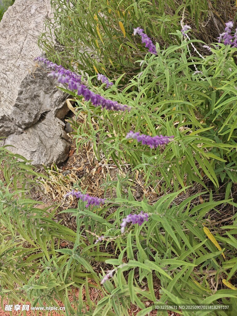 岩石旁的紫色花草
