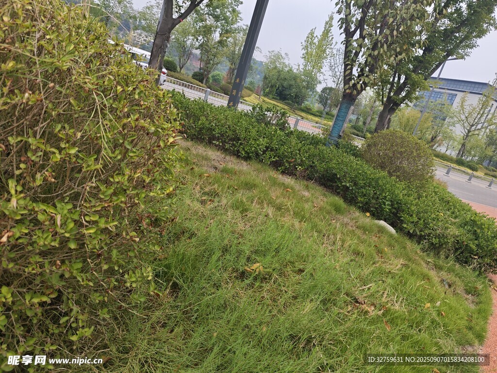 路边绿意盎然的植被景观