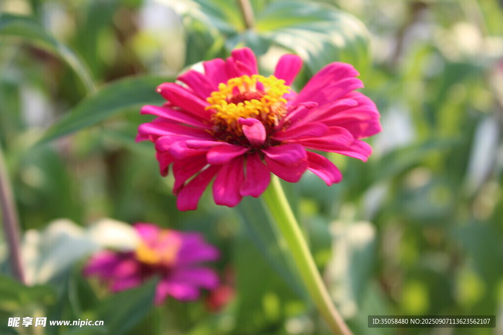 百日菊 