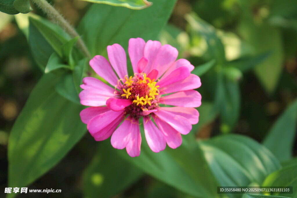 百日菊  