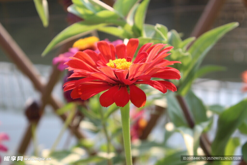 百日菊  