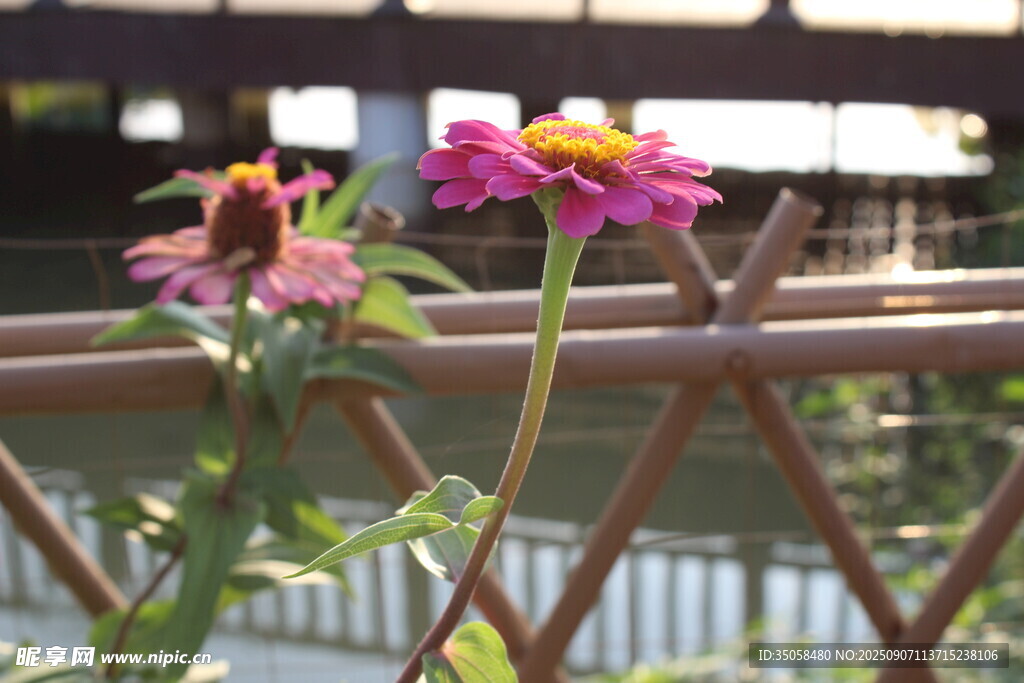百日菊  