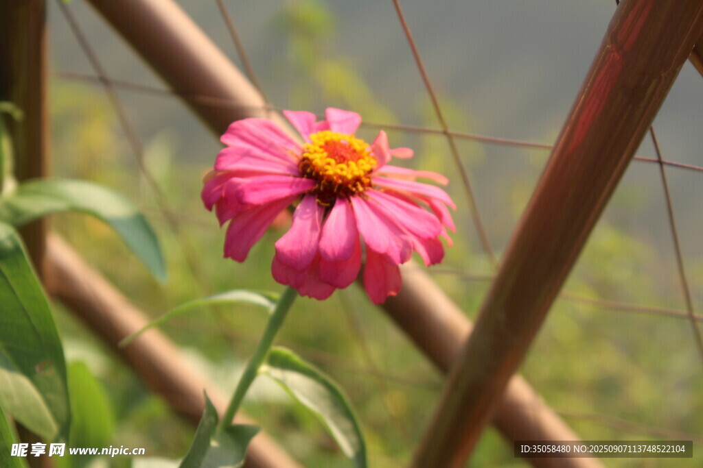 百日菊  