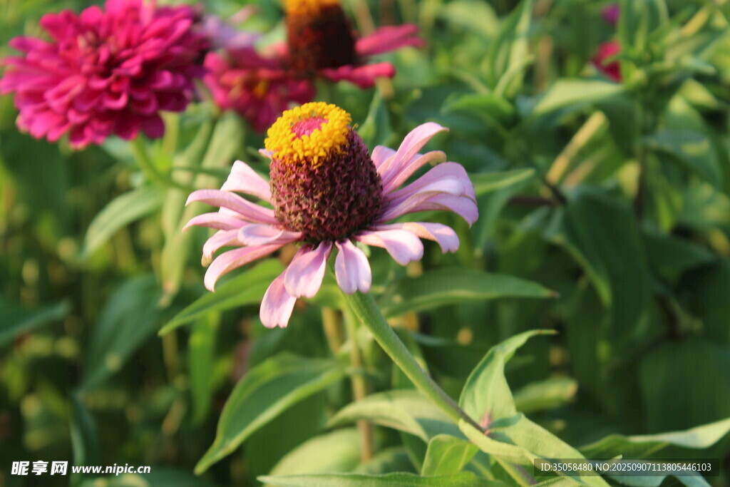 百日菊  