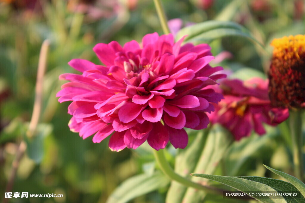 百日菊  