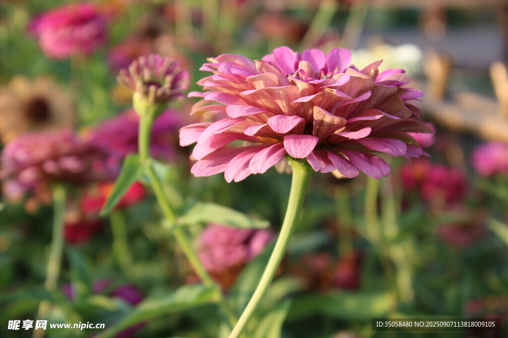 百日菊  