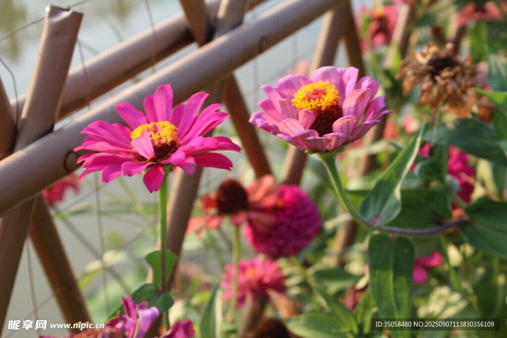 百日菊  