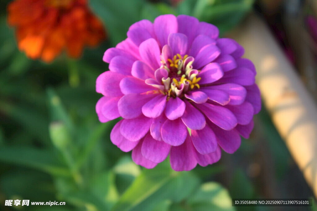 百日菊  