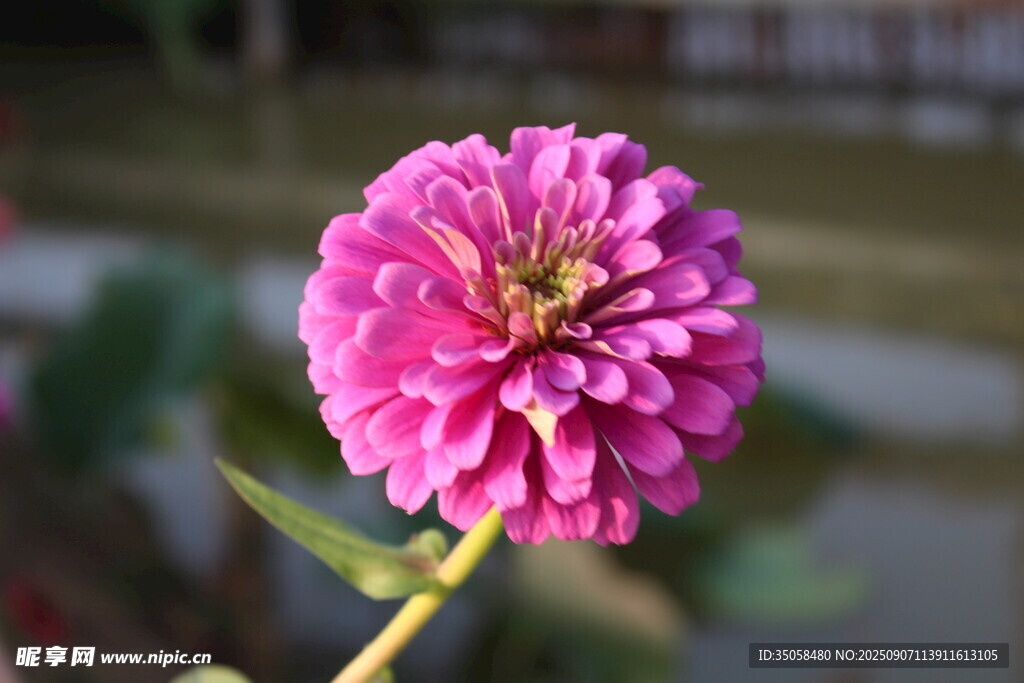 百日菊  