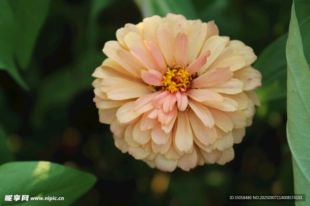百日菊  