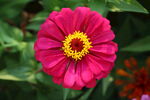 百日菊  