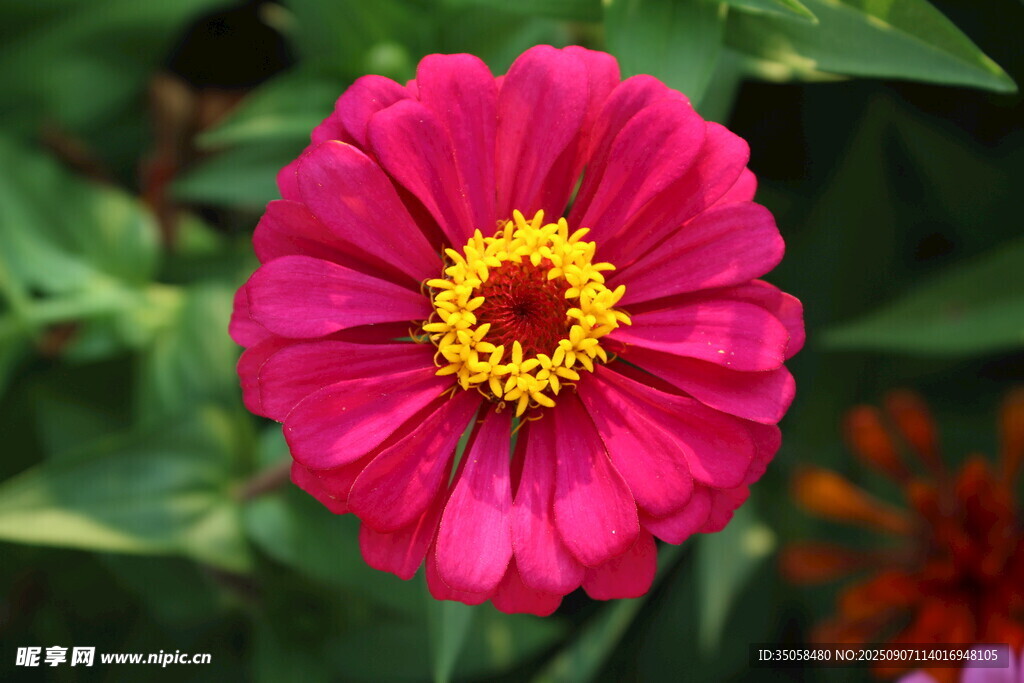 百日菊  