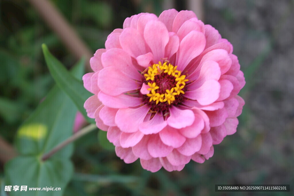 百日菊  