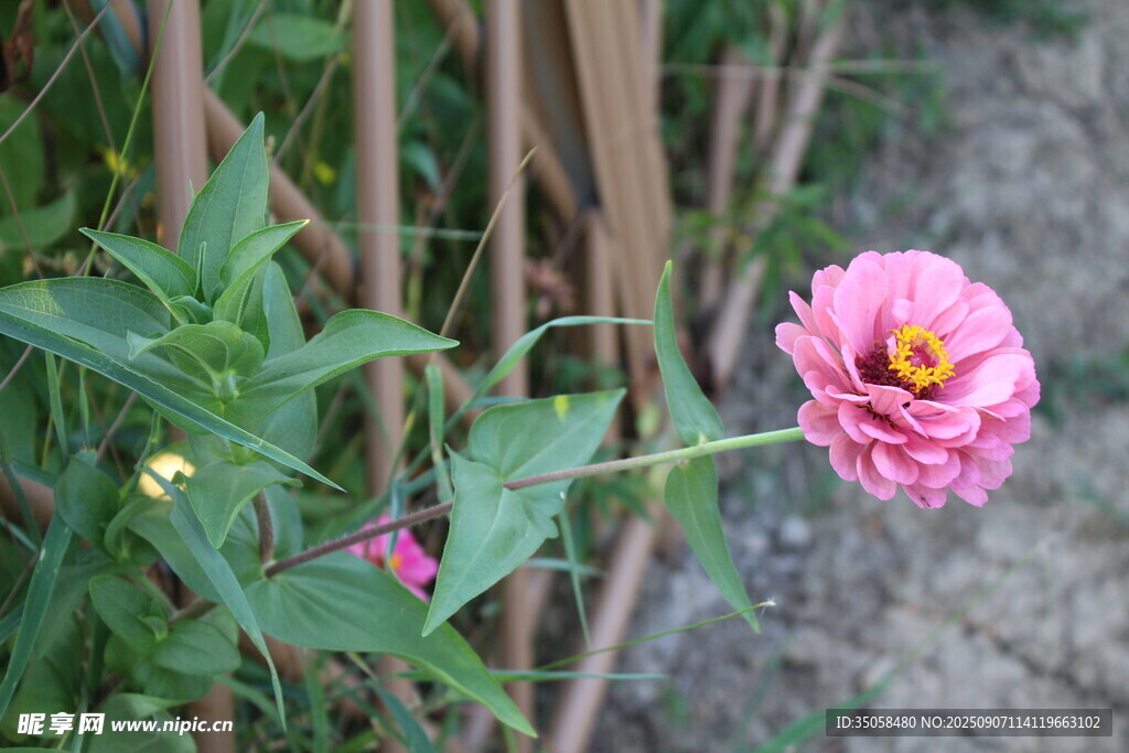 百日菊  