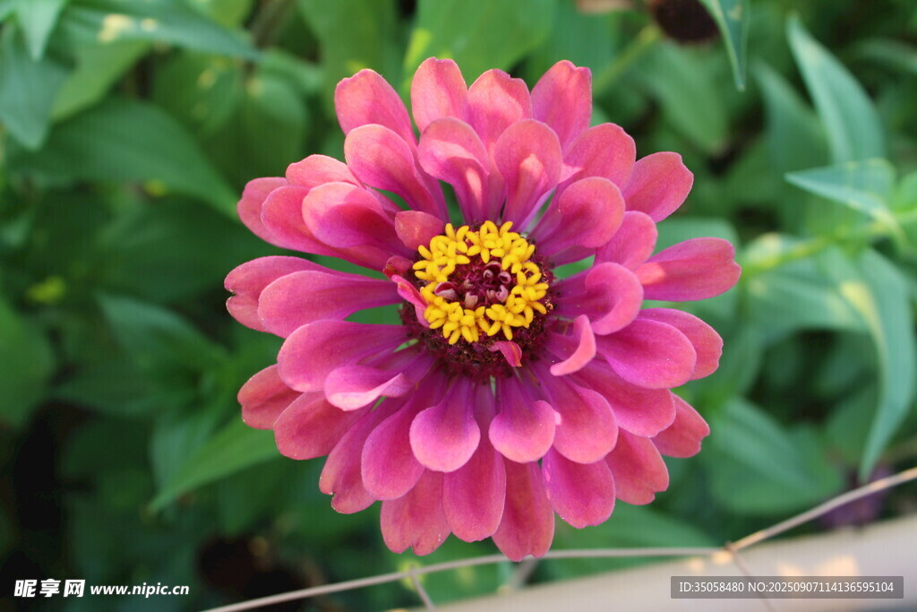 百日菊 
