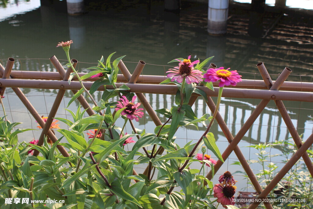 百日菊  