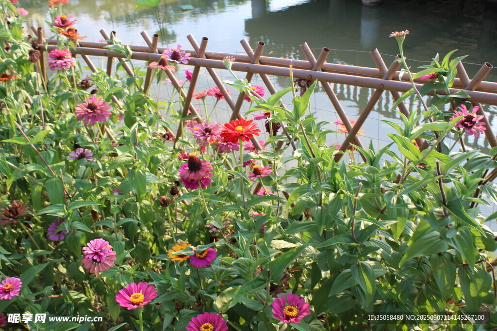 百日菊  