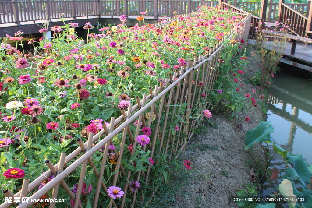 百日菊  