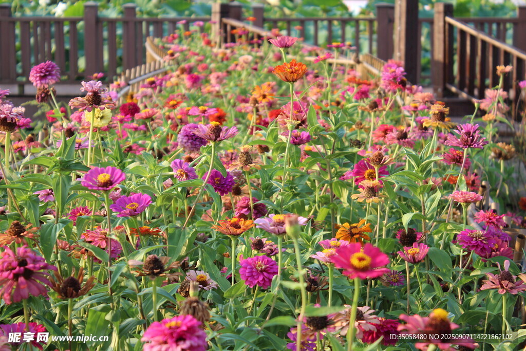 百日菊 