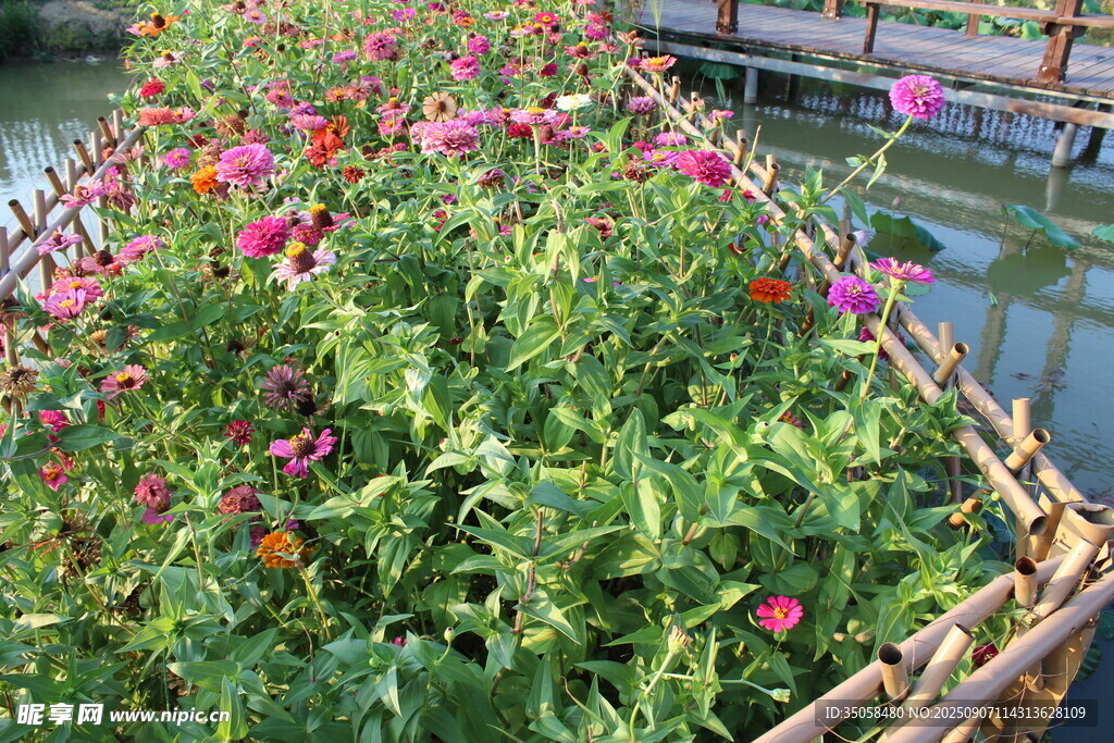 百日菊  