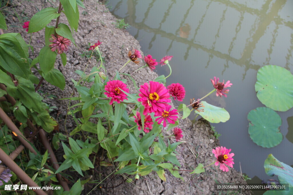 百日菊  