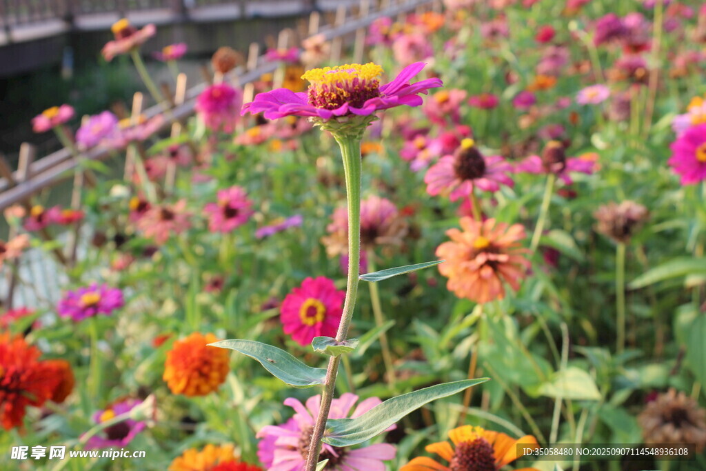 百日菊  