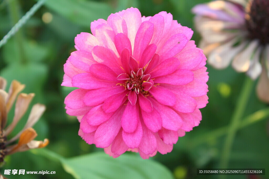 百日菊  