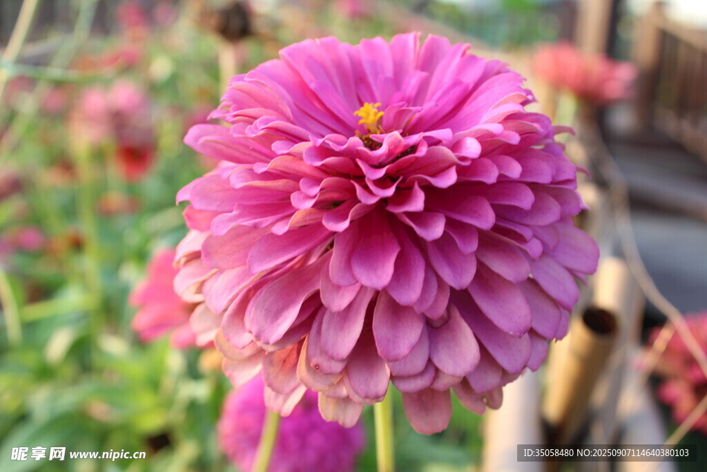 百日菊  