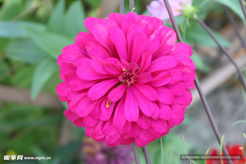 百日菊  