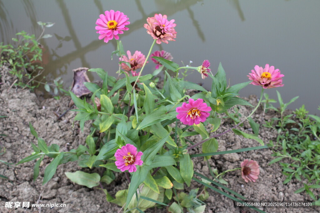 百日菊  