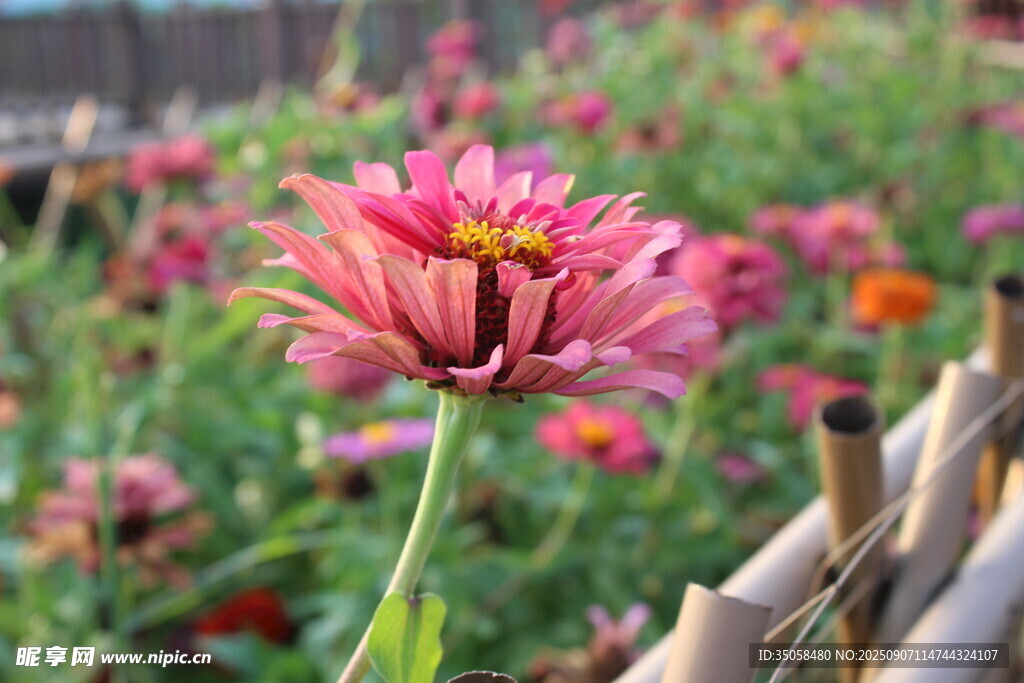 百日菊  