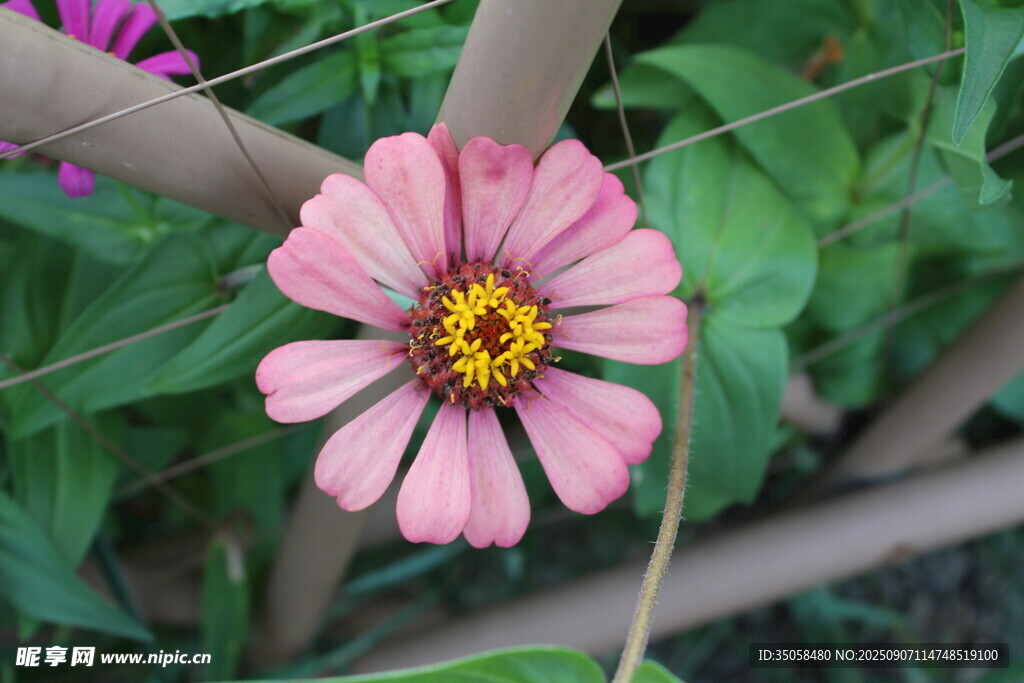百日菊  