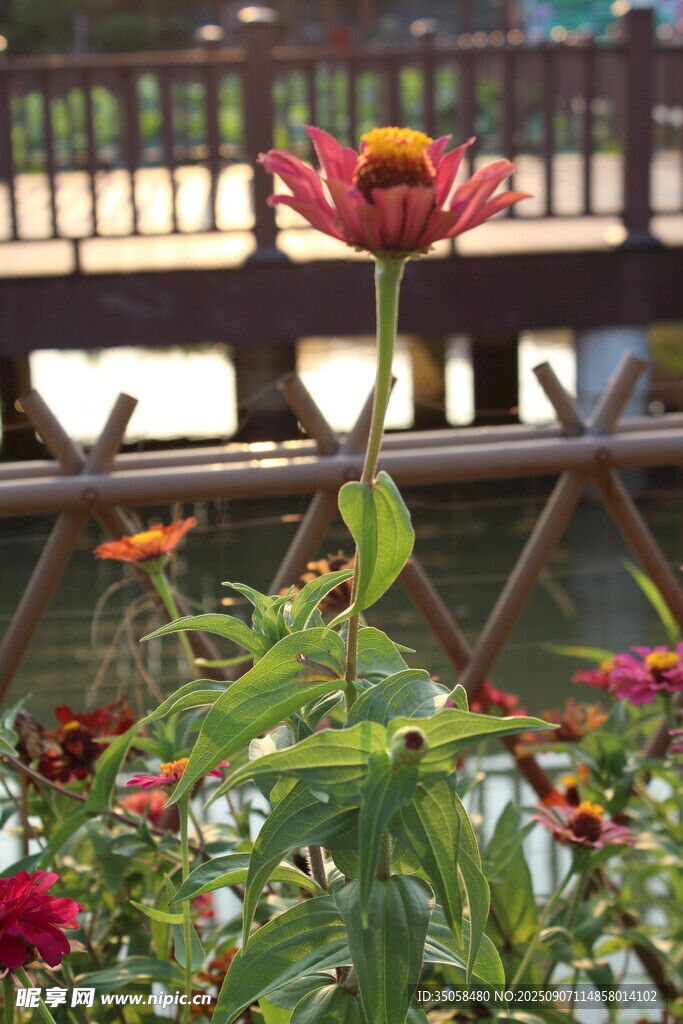 百日菊  