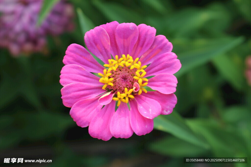 百日菊  