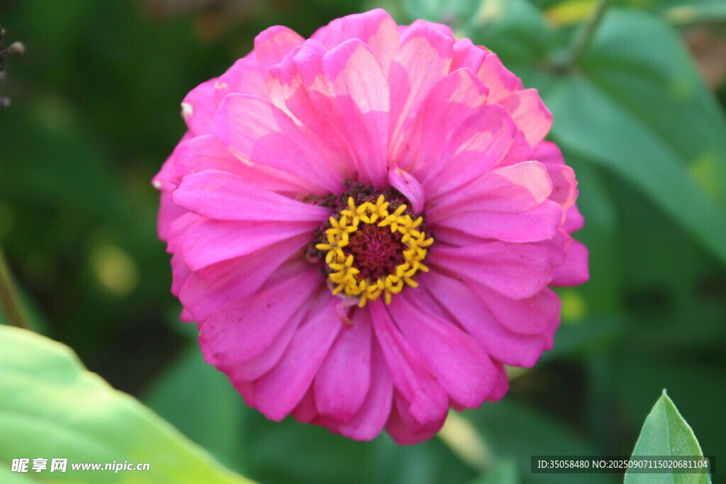 百日菊  