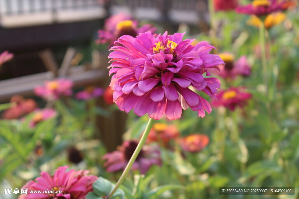 百日菊 