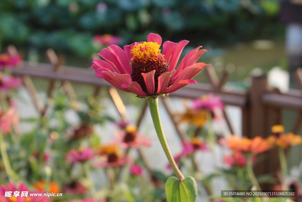  百日菊